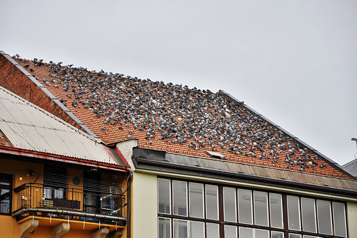 A2B Pest Control are able to install spikes to deter birds from roofs in Bishops Stortford. 